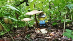 Do you think it is an umbrella? oh Minion! it is a muchroom!